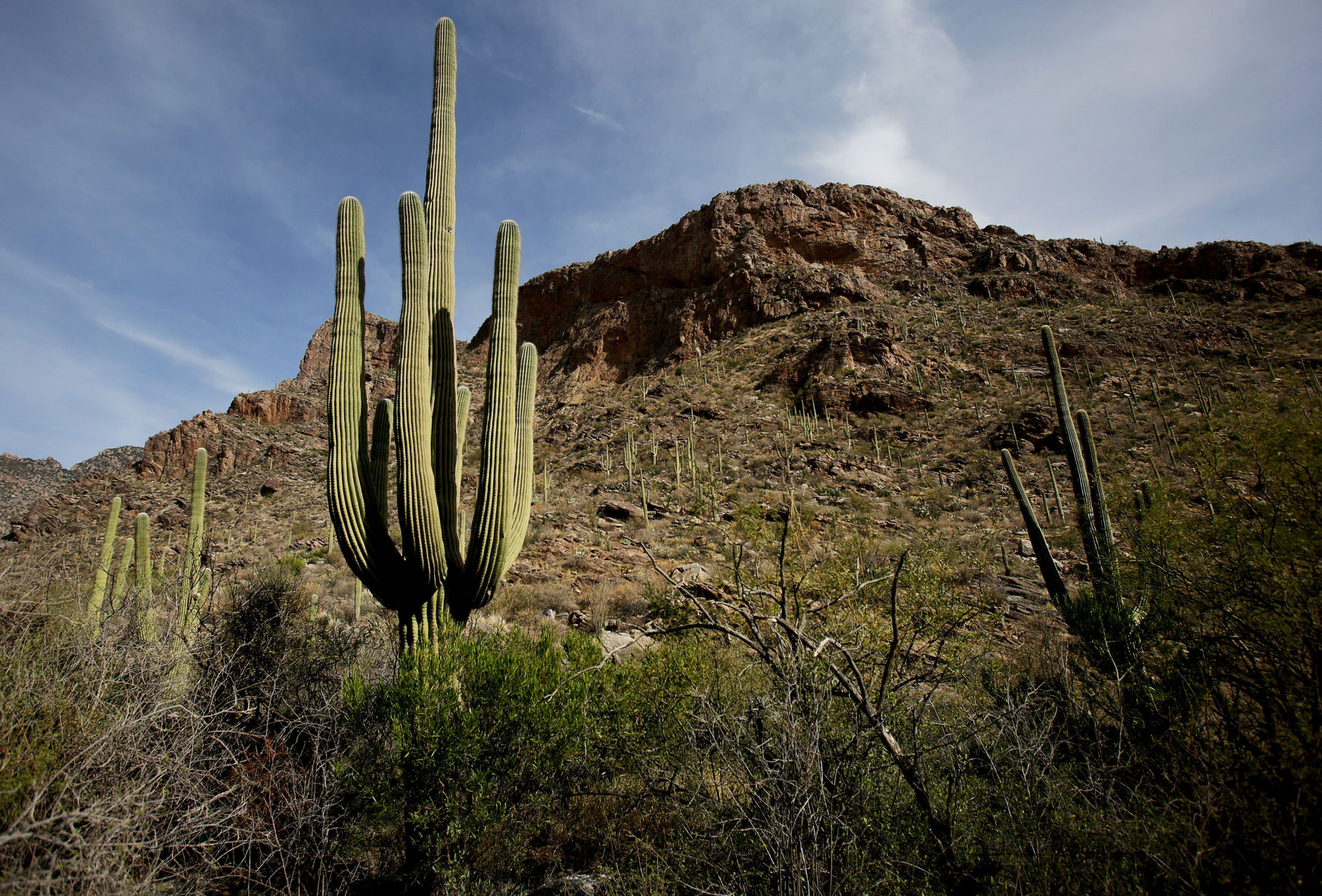 Pima Canyon Trail